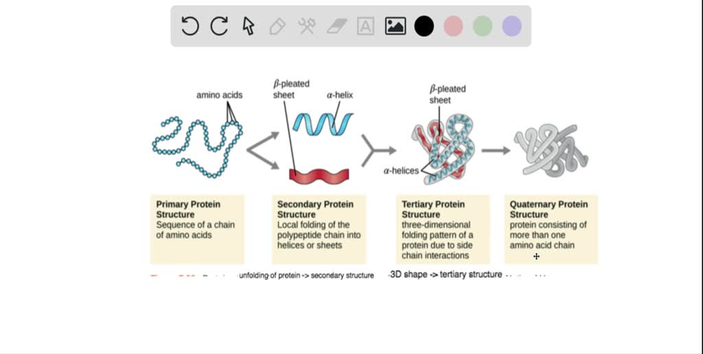 SOLVED 2. Denaturation of proteins results in Point) Loss of peptide