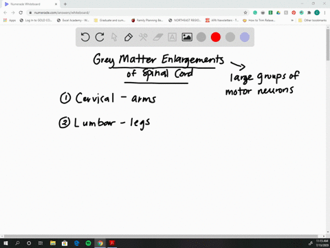 watch-this-video-httpopenstaxcollegeorgi-graymatter-to-learn-about-the-gray-matter-of-the-spinal-cor