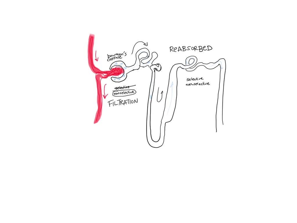 SOLVEDWhich of the following is correct about the kidney? (A) Filtration occurs in the Bowman's