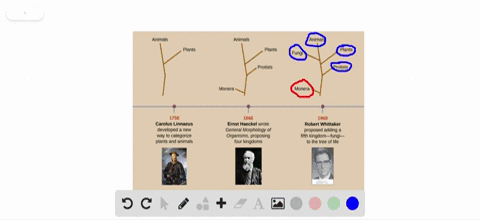 which-of-the-five-kingdoms-in-whittakers-phylogenetic-tree-are-prokaryotic-and-which-are-eukaryotic