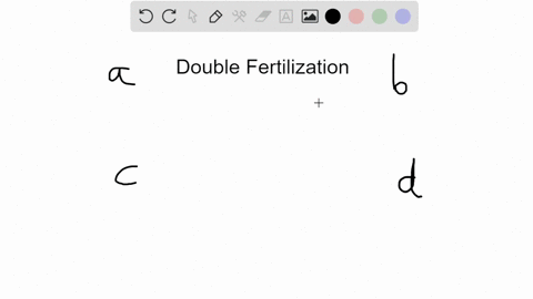 in-double-fertilization-one-sperm-produces-a-diploid-and-the-other-produces-a-triploid-a-zygote-prim