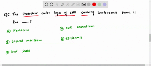 the-protective-outer-layer-of-cells-covering-herbaceous-stems-is-the-a-periderm-b-cork-cambium-c-lat