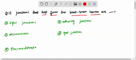 junctions-that-help-form-the-blood-brain-barrier-are-a-tight-junctions-b-adhering-junctions-c-desmos