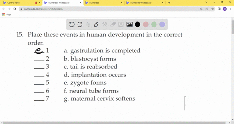 place-these-events-in-human-development-in-the-correct-order-__1-__2-__3-__4-__5-__6-__7-a-gastrulat