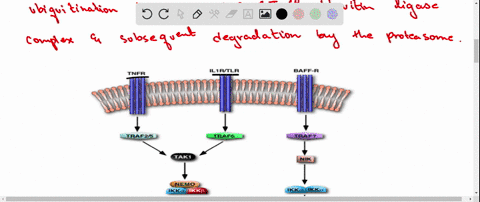 describe-two-roles-for-polyubiquitination-in-the-mathrmnk-mathrmkb-signaling-pathway