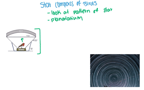 birds-that-migrate-at-night-a-inherit-a-star-map-b-determine-direction-by-knowing-the-time-and-the-2