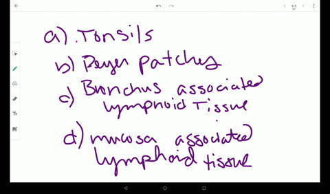 which-of-the-lymphoid-nodules-is-most-likely-to-see-food-antigens-first-a-tonsils-b-peyers-patches-c