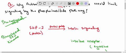 explain-why-activation-of-diacyglycerol-kinase-would-limit-signaling-by-the-phosphoinositide-pathway