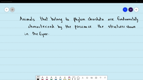animals-belonging-to-phylum-chordata-are-fundamentally-characterised-by-the-presence-of-structures-n