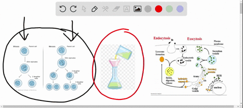 the-process-of-quad-removes-secretory-products-or-wastes-from-a-cell-a-endocytosis-c-filtration-b-ex