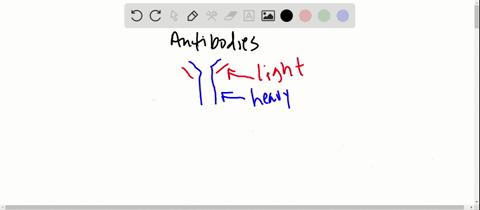 what-are-antibodies-give-an-example-of-an-important-antibody