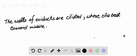 how-is-an-oocyte-released-from-a-human-ovary-so-it-can-enter-the-oviduct-a-the-beating-action-of-the