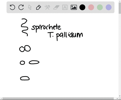based-on-its-shape-which-microbe-is-this-a-neisseria-gonorrhoeae-b-chlamydia-trachomatis-c-treponema