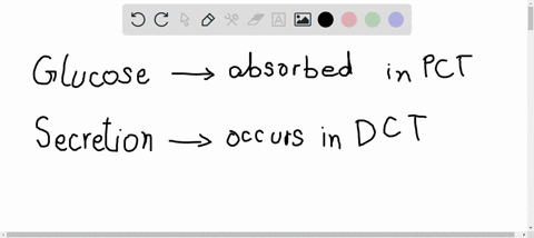 why-would-it-be-proper-to-associate-glucose-with-the-first-two-processes-involved-in-urine-formati-2