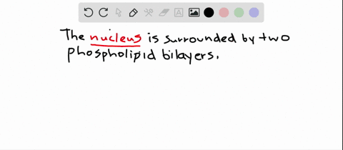 Solved:which Of The Following Is Surrounded By Two Phospholipid Bilayers?  A. Lysosomes B. Ribosomes C. Nucleolus D. Nucleus Solved:which Of The Following Is Surrounded By Two Phospholipid Bilayers?  A. Lysosomes B. Ribosomes C. Nucleolus D. Nucleus