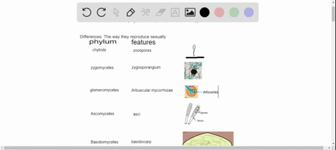 which-characteristics-do-all-fungi-share-which-characteristics-distinguish-each-phylum-of-fungi