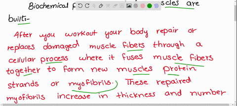 describe-the-biochemical-process-by-which-muscles-are-built