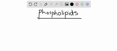 which-statement-about-membrane-phospholipids-is-n-o-t-true-a-they-associate-to-form-bilayers-b-they-