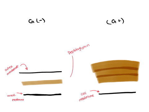 which-of-the-following-statements-true-a-gram-positive-bacteria-have-a-single-cell-wall-formed-from-