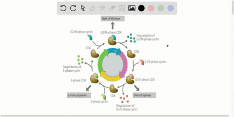 a-mutation-in-the-gene-for-a-cyclin-protein-might-result-in-which-of-the-following-a-a-cell-with-add