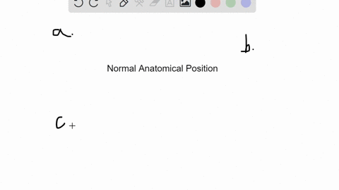 what-is-the-position-of-the-body-when-it-is-in-the-normal-anatomical-position-a-the-person-is-prone-