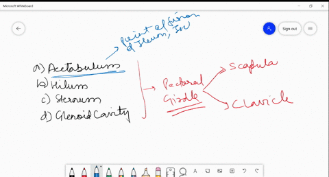 which-one-of-the-following-component-is-the-part-of-pectoral-girdle-a-acetabulum-b-hilum-c-sternum-d