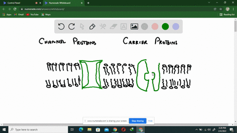 channel-proteins-are-different-from-carrier-proteins-in-that-they-a-are-needed-for-simple-diffusion-