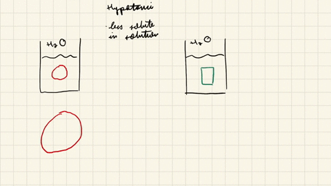 a-plant-cell-placed-in-distilled-water-will-_____-an-animal-cell-placed-in-distilled-water-will-____