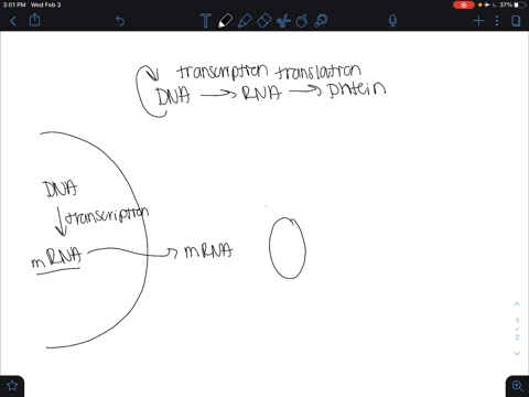 which-component-is-directly-involved-in-translation-a-rna-polymerase-c-spliceosome-b-ribosome-d-dna