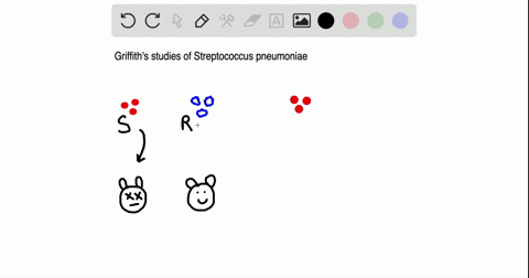griffiths-studies-of-streptococcus-pneumoniae-a-showed-that-dna-is-the-genetic-material-of-bacteri-2