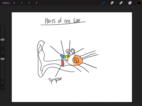identify-the-parts-of-the-ear-placing-the-appropriate-label-on-the-figure-to-the-right-tympanic-memb