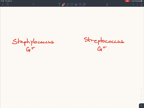 what-is-a-good-first-test-to-distinguish-streptococcal-infections-from-staphylococcal-infections