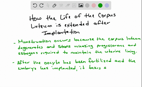 the-life-span-of-the-ovarian-corpus-luteum-is-extended-for-nearly-three-months-after-implantation-bu