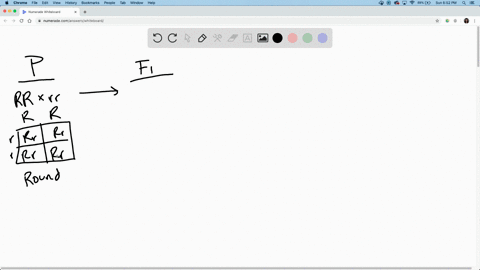 SOLVED: Imagine that you are performing a cross involving seed texture ...