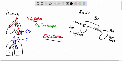 why-is-ventilation-in-birds-considered-much-more-efficient-than-ventilation-in-humans-and-other-mamm