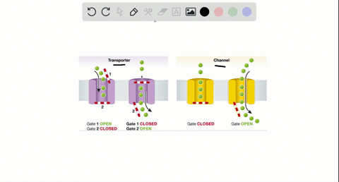 which-of-the-following-statements-are-correct-explain-your-answers-a-the-plasma-membrane-is-highly-i