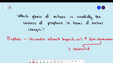 which-phase-of-mitosis-is-essentially-the-reverse-of-prophase-in-terms-of-nuclear-changes-a-s-phase-