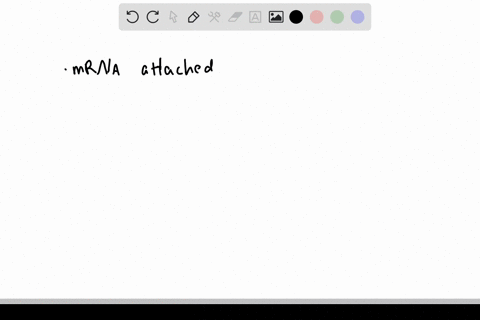 explain-how-an-mrna-molecule-can-remain-attached-to-the-er-membrane-while-individual-ribosomes-trans