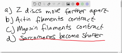 which-of-the-following-changes-takes-place-when-a-skeletal-muscle-contracts-a-z-discs-move-farther-a