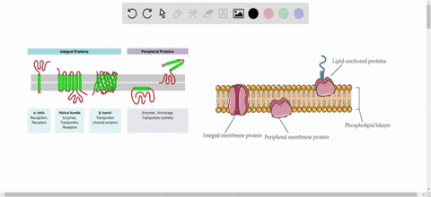 which-statement-about-membrane-proteins-is-not-true-a-they-all-extend-from-one-side-of-the-membran-3