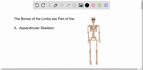 bones-of-the-limbs-form-part-of-the-a-appendicular-skeleton-b-axial-skeleton-c-spongy-bone-d-compact
