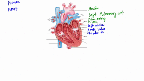 label-the-diagram-see-figure-42-9-to-check-your-answers