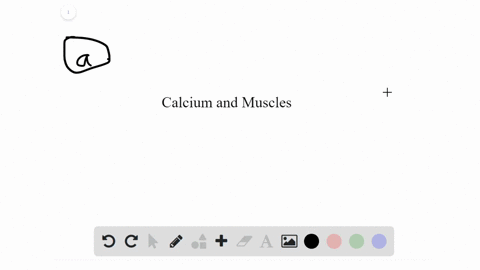 what-is-the-role-of-calcium-in-muscle-contraction-a-its-binding-to-a-regulatory-protein-causes-the-2