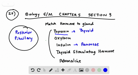 match-the-hormone-to-the-correct-gland-from-which-it-comes-a-thyroxin-b-oxytocin-c-insulin-d-thyro-3