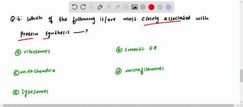 which-of-the-following-isare-most-closely-associated-with-protein-synthesis-a-ribosomes-b-smooth-er-