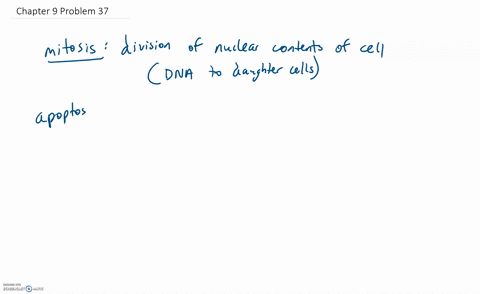 distinguish-between-mitosis-and-apoptosis