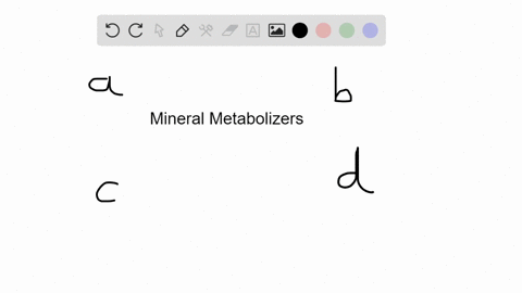 prokaryotes-that-can-obtain-energy-from-minerals-are-the-main-producers-at-________-a-hydrothermal-v