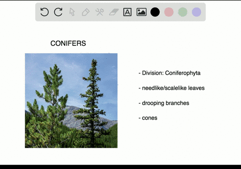 which-plant-division-has-plants-with-needlelike-or-scalv-leaves-a-gnetophyta-b-anthophyta-c-conifero