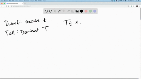 use-a-punnett-square-to-predict-the-offspring-in-a-cross-between-a-dwarf-pea-plant-homozygous-rece-2