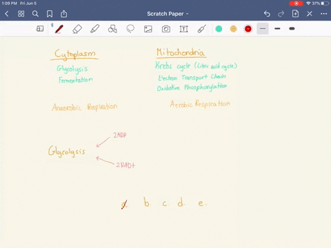 glycolysis-a-takes-place-in-the-mitochondrion-b-produces-no-atp-c-is-part-of-the-respiratory-chain-d